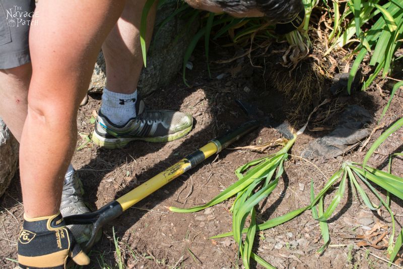 The Pond Project | DIY pond and backyard makeover | DIY garden edging | How to lay edge stones | How to edge garden beds | Tips on landscaping | DIY garden decor | DIY koi pond lining | How to maintain a koi pond | Spring planting and transplanting | Pond and backyard reveal | Before & After | TheNavagePatch.com