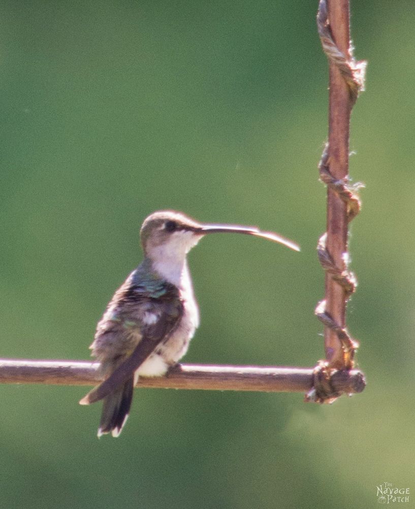 DIY Hummingbird Perch | How to make a hummingbird swing from copper pipe | How to attract hummingbirds | Upcycled copper pipe | Repurposed pipe | Easy garden diy | #TheNavagePatch #DIY #gardens #upcycled #repurposed #hummingbird #garden #easydiy | TheNavagePatch.com