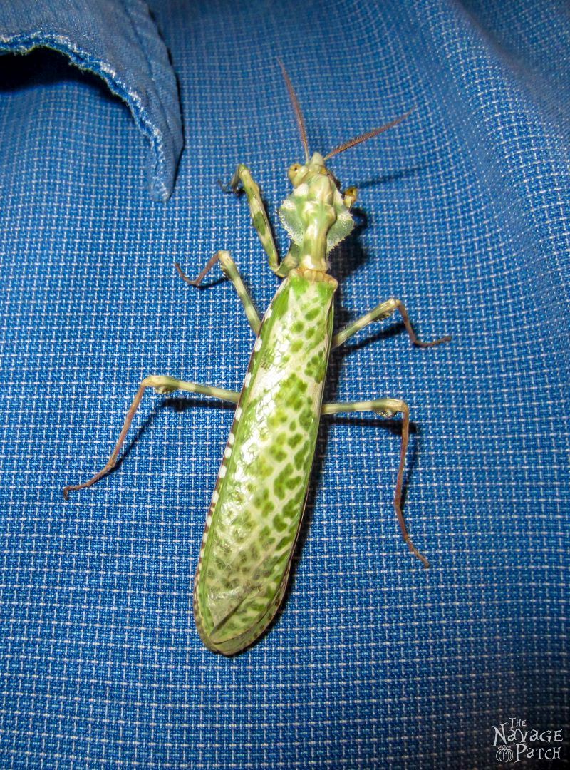 Afghanistan - Part 10: Critters