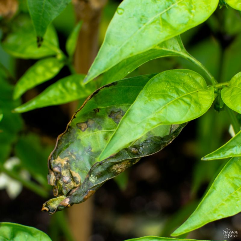 Midsummer Vegetable Garden 2017 | Gypsy Moth | Pepper Fungus | Black Rot | Gardening | Fruit Trees | Apple Trees | Peach Trees | Hot Pepper Plants | Carolina Reaper | Japanese Beetle | TheNavagePatch.com