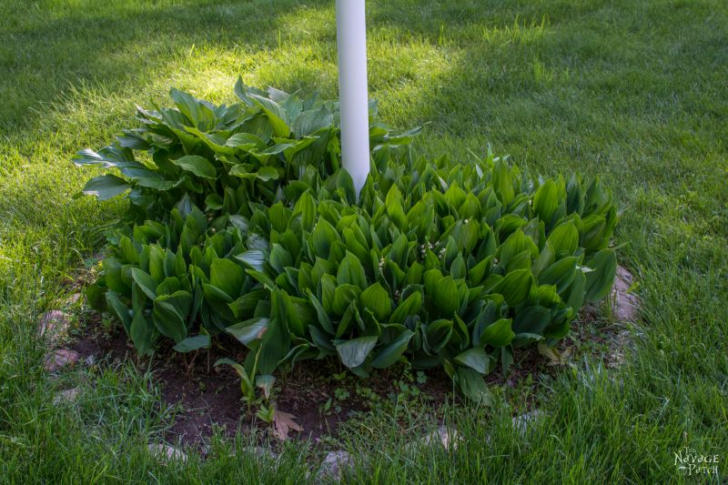 Lamp Post Makeover | How to create a perfect landscape ring | How to create a perfect circle when edging | How to renew your lamp post within hours | How to increase curb appeal on a budget | DIY curb appeal | DIY edging | #TheNavagePatch #DIY #Landscaping | TheNavagePatch.com