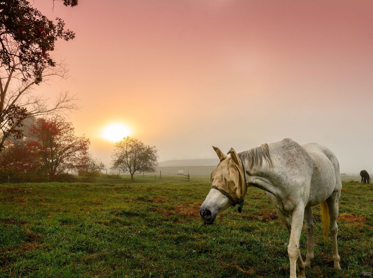 Trusting my Gut | Intuition | Horse Farm | Horses | Sunrise | Foggy Morning | Horses | Trust your feelings | TheNavagePatch.com