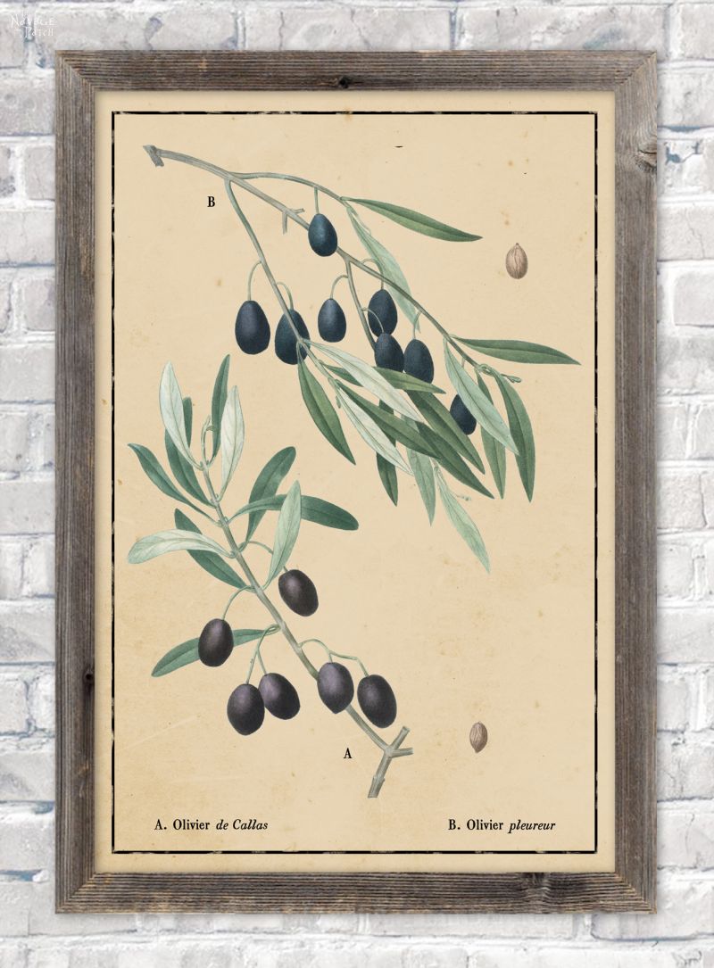 Vintage botanical olive branch illustration in aged paper background