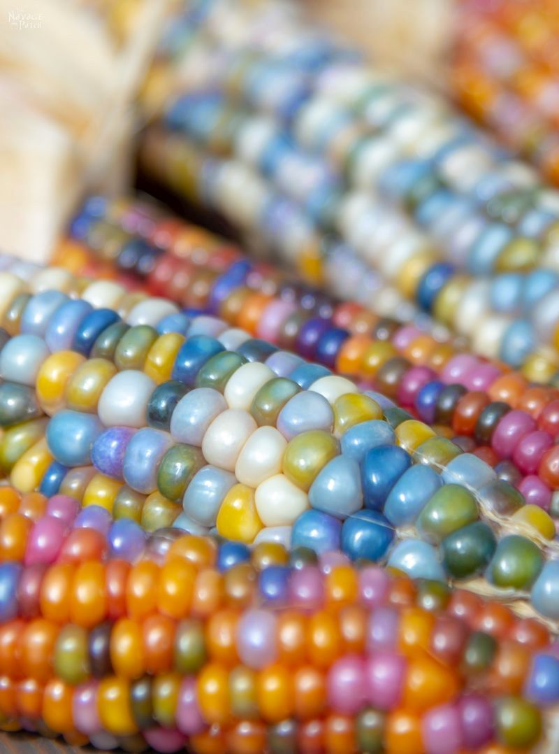 Glass Gem Corn - Rainbow on a cob. If unicorns had gardens, they’d grow Glass Gem corn. | #TheNavagePatch #Homesteading #DIY #HowTo #Indiancorn #Falldecor | TheNavagePatch.com