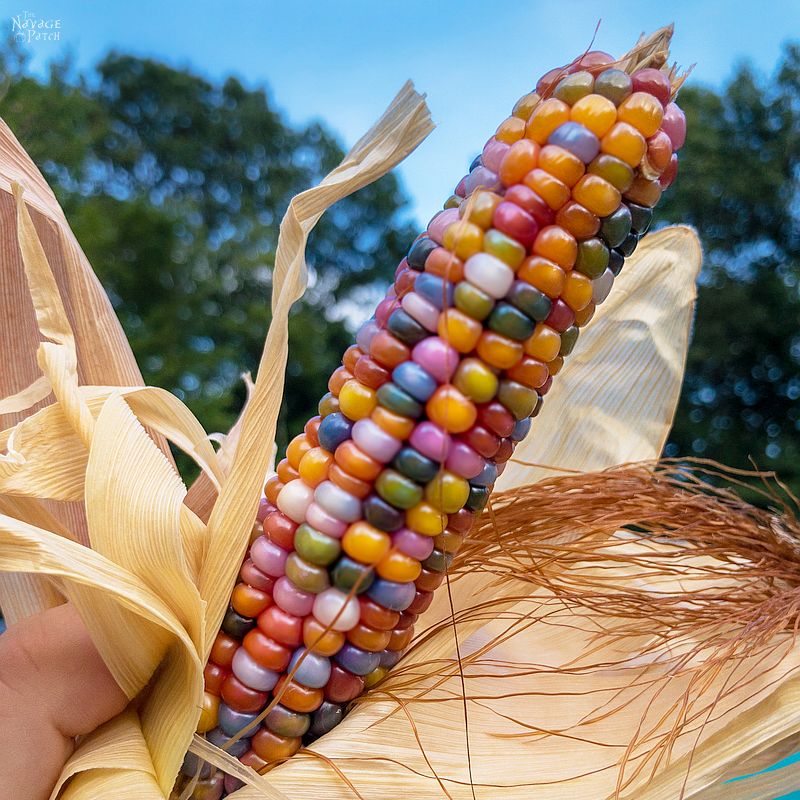 Glass Gem Corn - Rainbow on a cob. If unicorns had gardens, they’d grow Glass Gem corn. | #TheNavagePatch #Homesteading #DIY #HowTo #Indiancorn #Falldecor | TheNavagePatch.com