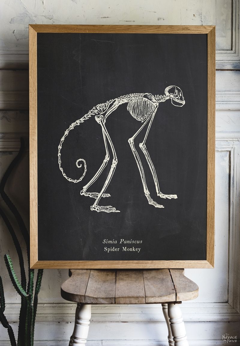 Free Animal Skeleton Printables (Set of 9) | Vintage style free Halloween printables | How to create a chic Halloween gallery wall for free | Free printables for Halloween | DIY Halloween Anatomy decoration | #TheNavagePatch #freeprintable #halloweendecorations #halloween #freeart #halloweencrafts #walldecor #DIY #gallerywall #halloweenparty | TheNavagePatch.com