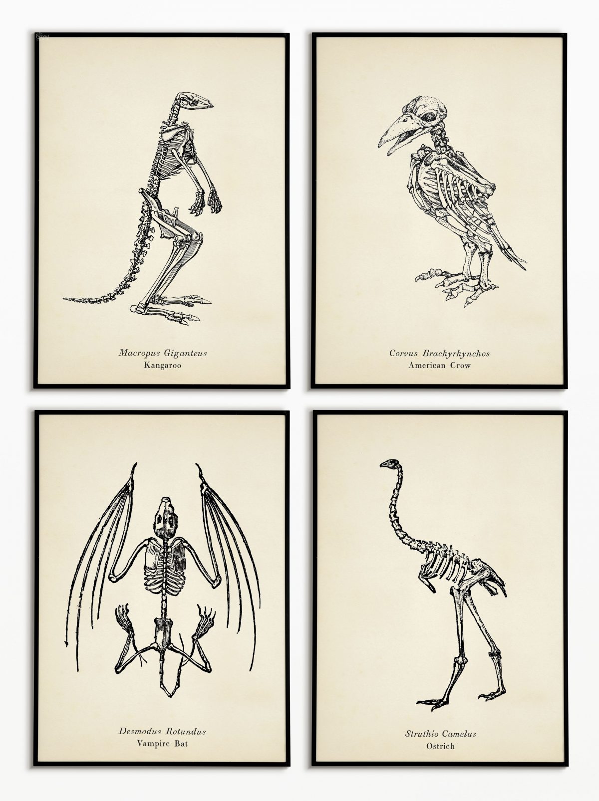 Free Animal Skeleton Printables (Set of 9) | Vintage style free Halloween printables | How to create a chic Halloween gallery wall for free | Free printables for Halloween | DIY Halloween Anatomy decoration | #TheNavagePatch #freeprintable #halloweendecorations #halloween #freeart #halloweencrafts #walldecor #DIY #gallerywall #halloweenparty | TheNavagePatch.com