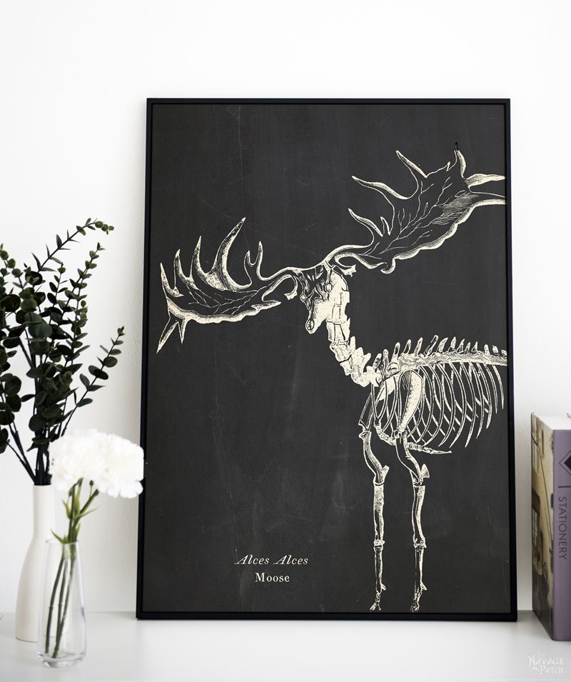 Free Animal Skeleton Printables (Set of 9) | Vintage style free Halloween printables | How to create a chic Halloween gallery wall for free | Free printables for Halloween | DIY Halloween Anatomy decoration | #TheNavagePatch #freeprintable #halloweendecorations #halloween #freeart #halloweencrafts #walldecor #DIY #gallerywall #halloweenparty | TheNavagePatch.com