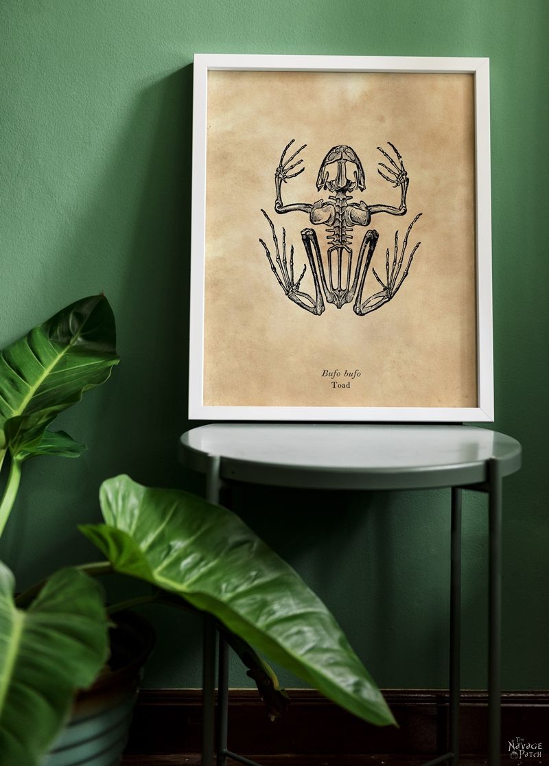 Free Animal Skeleton Printables (Set of 9) | Vintage style free Halloween printables | How to create a chic Halloween gallery wall for free | Free printables for Halloween | DIY Halloween Anatomy decoration | #TheNavagePatch #freeprintable #halloweendecorations #halloween #freeart #halloweencrafts #walldecor #DIY #gallerywall #halloweenparty | TheNavagePatch.com