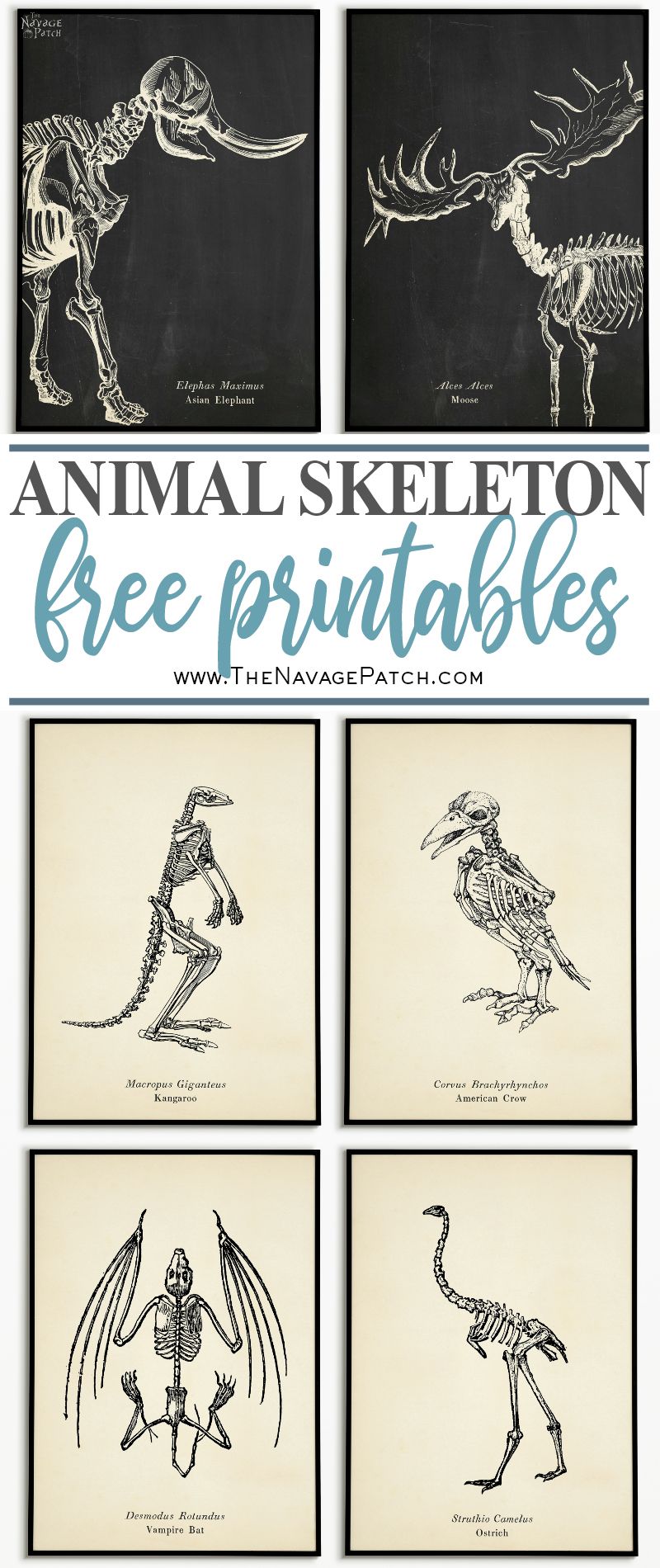 Free Animal Skeleton Printables (Set of 9) | Vintage style free Halloween printables | How to create a chic Halloween gallery wall for free | Free printables for Halloween | DIY Halloween Anatomy decoration | #TheNavagePatch #freeprintable #halloweendecorations #halloween #freeart #halloweencrafts #walldecor #DIY #gallerywall #halloweenparty | TheNavagePatch.com