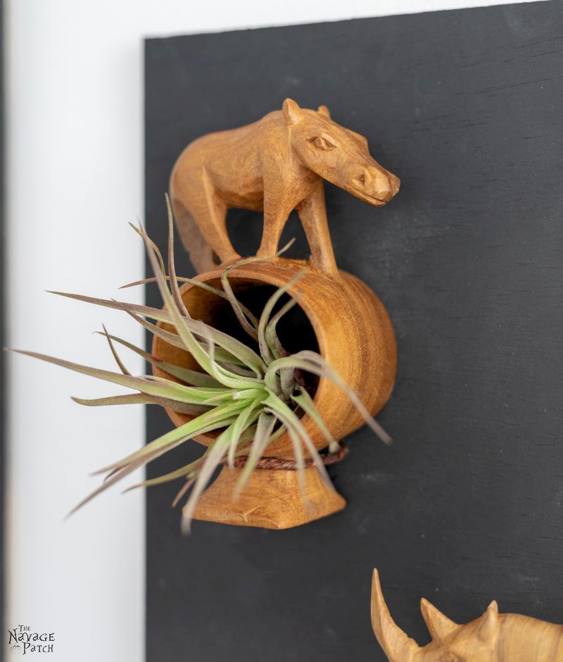 DIY Air Plant Holder