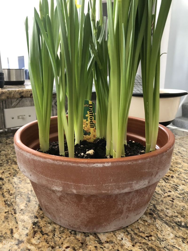 salt-aged terra cotta pot planted with daffodils