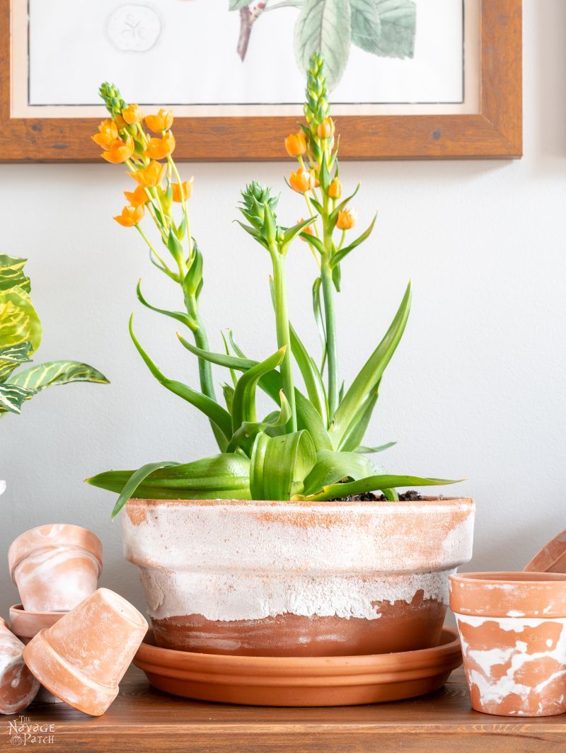 salt crust on a terra cotta pot