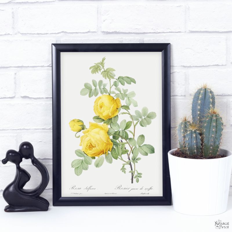 Beautiful Free Printable Vintage Rose Illustrations