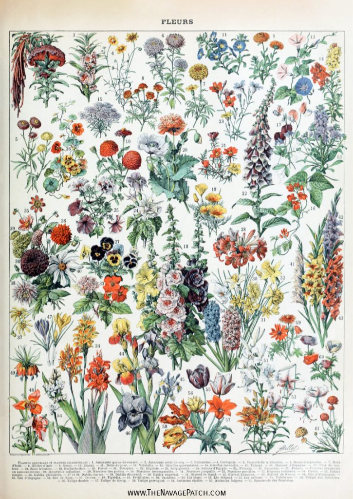 Botanical Print Download Vintage Botanical #541 Vintage Botanical Printable