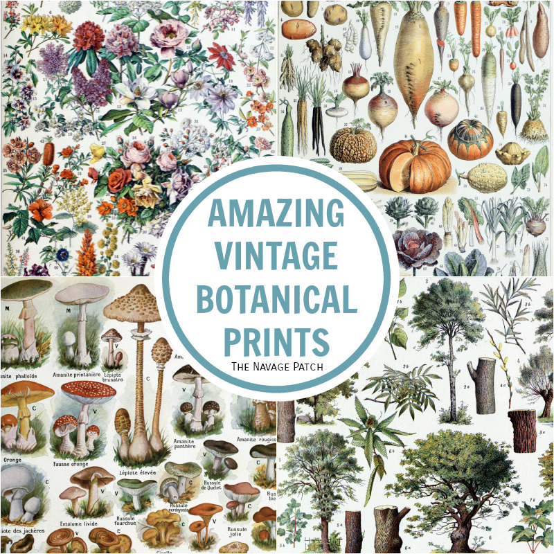 Free Printable Vintage Botanical Prints - TNP