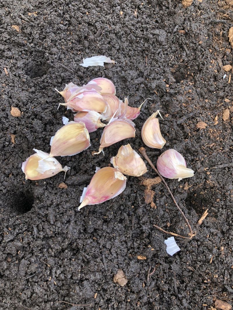 garlic cloves ready for planting