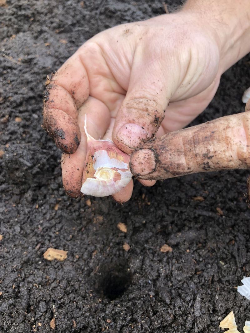 planting a clove of garlic