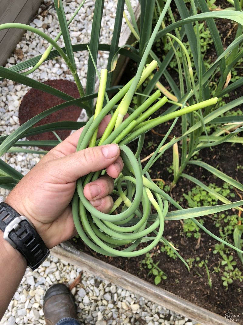 handful of garlic scapes