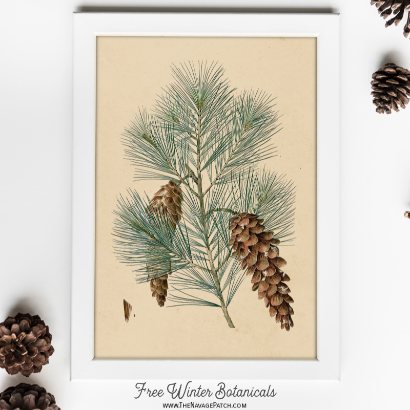 Free Winter Botanical Printables