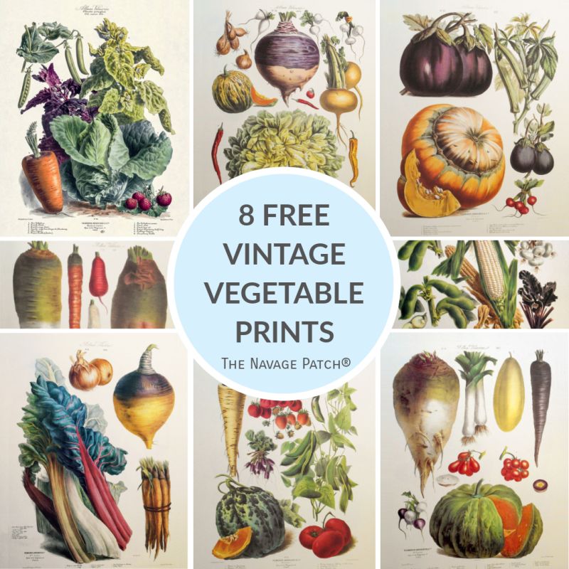 Free Vintage Vegetable Prints - TheNavagePatch.com