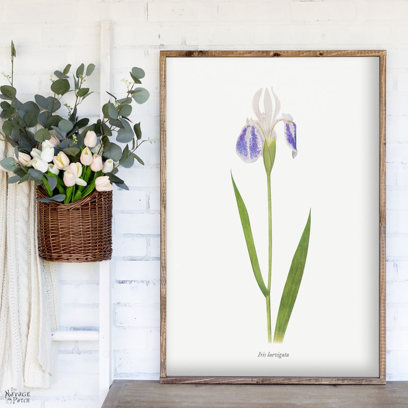 Free Printable Vintage Iris Illustrations