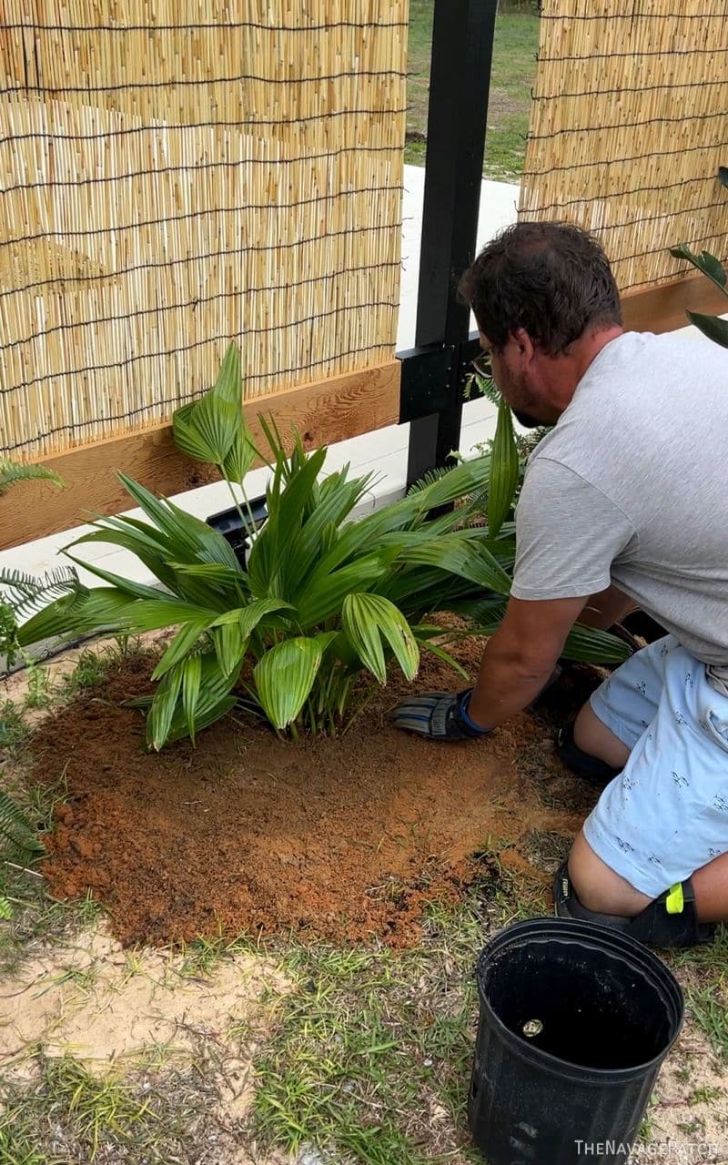 man planting plants