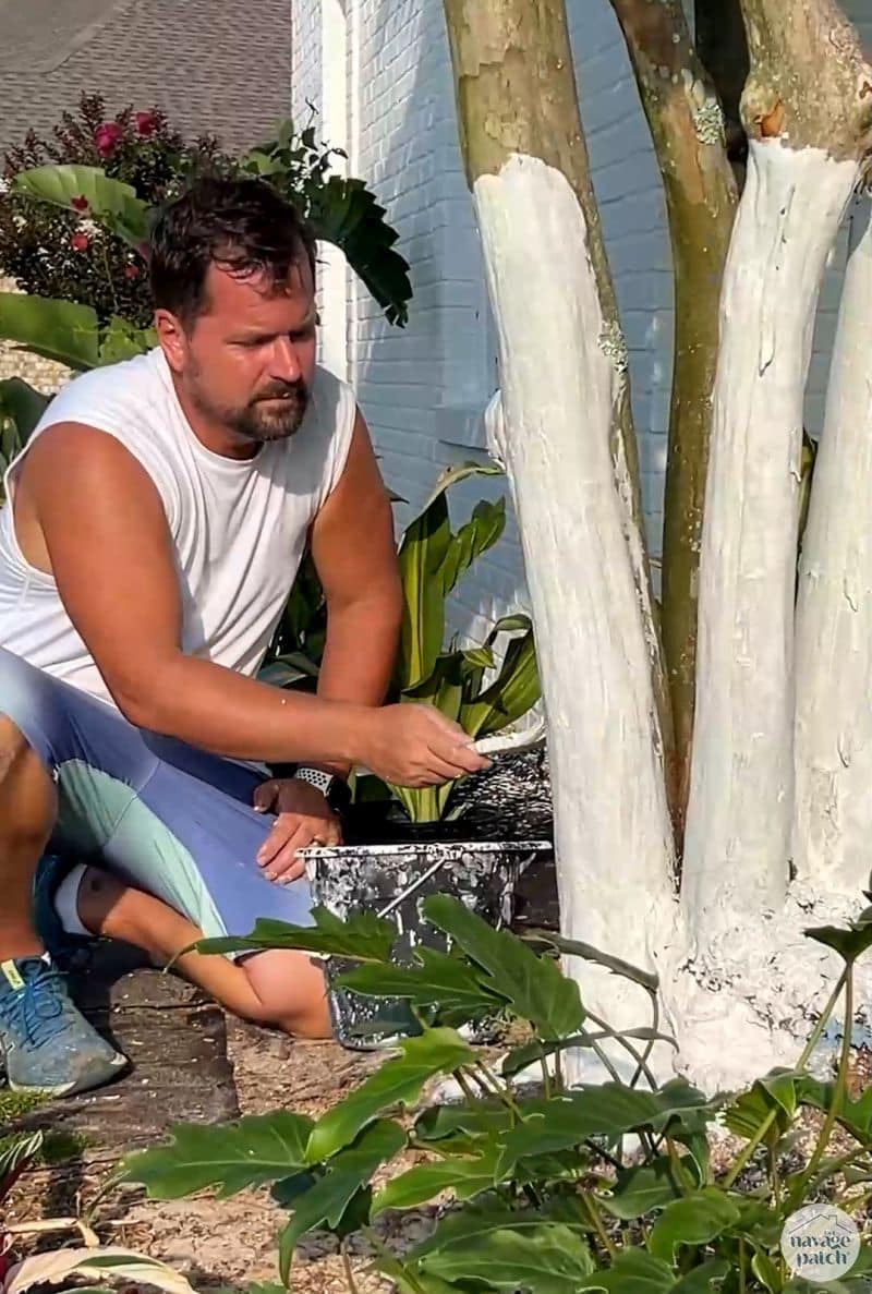 man limewashing a tree