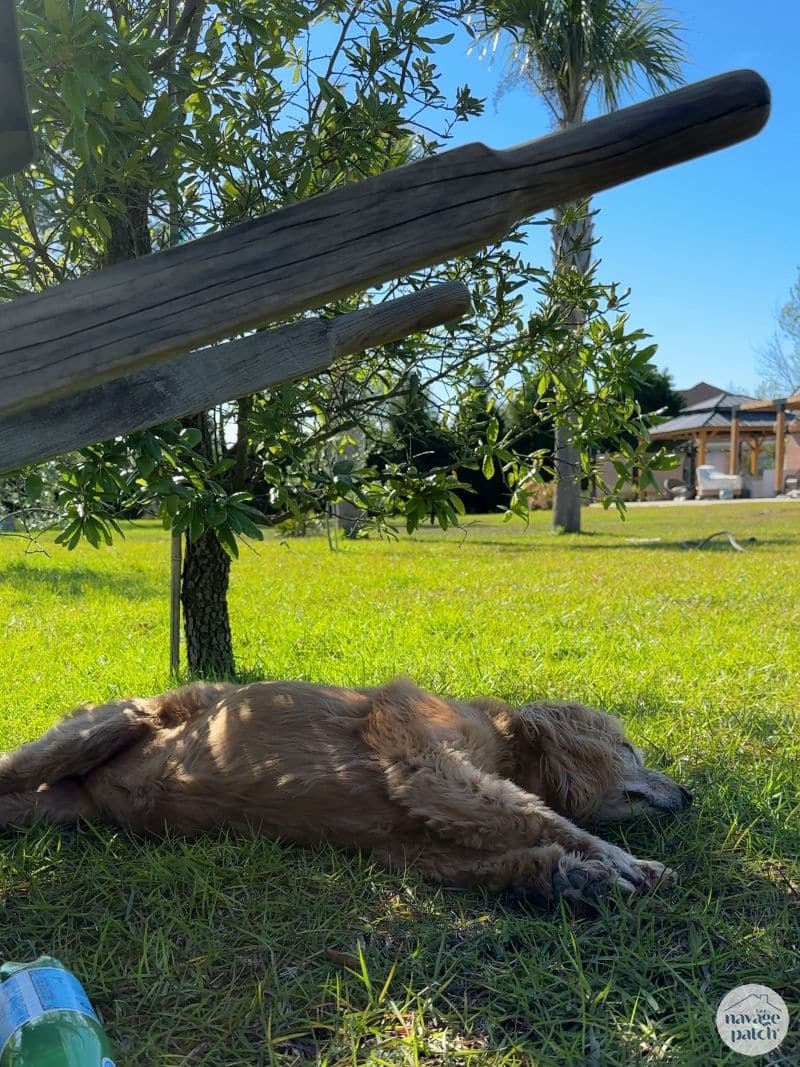 dog sleeping under a tree
