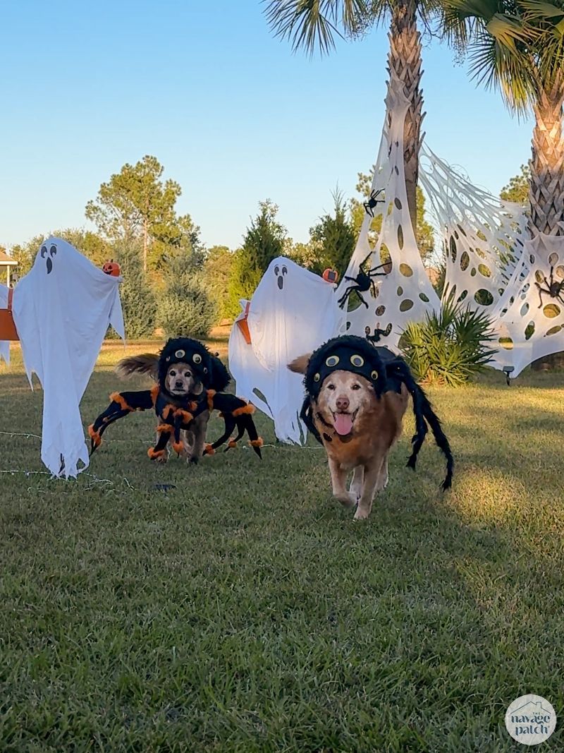 Easy DIY Outdoor Big Impact Halloween Spider Webs by TheNavagePatch.com